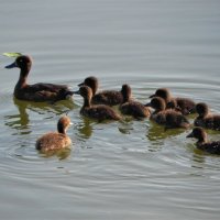 Холатая чернеть, выводок :: Ольга Романова