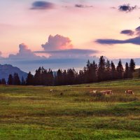 обычное утро швейцарской коровы :: Elena Wymann