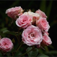 Ветка розы :: Нина Синица