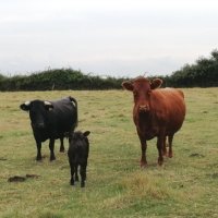 Миниатюрные коровки на Эссекском поле... Пришли познакомиться) :: Тамара Бедай 