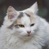Кошка с янтарными глазками :: Ольга Винницкая (Olenka)