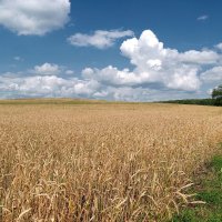 Жизнь подобна полю, где мы должны собрать то, что выращиваем - сорняки или пшеницу.. :: Андрей Заломленков