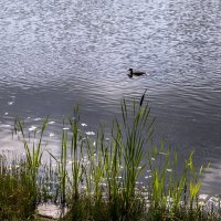 На городском пруду. :: Анатолий. Chesnavik.