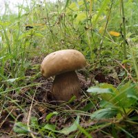 Белый гриб :: Елена Кирьянова