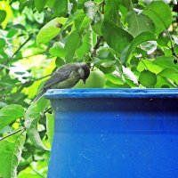 Синица на водопое :: Лариса 