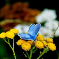 мир бабочек 34 :: Александр Прокудин