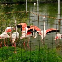 Фламинго в зоопарке :: Ольга 