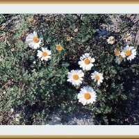 Горные цветы, Дигория сентябрь 1998 года :: Валентин Соколов