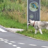 "А я всегда соблюдаю правила ПДД!" :: Владимир Безбородов