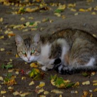 Я не позирую, - я возражаю! Искры зелёные вам посылаю :: Надежд@ Шавенкова