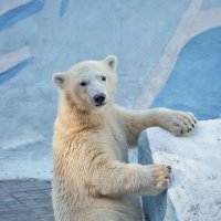 *** :: Владимир Габов