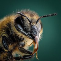 пчелка :: Олег Савицкий