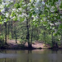 Лесопарк "Пуща Водица" в Киеве :: Татьяна Ларионова