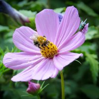 Притча о пчеле и мухе... И муха хочет быть пчелой) :: SVetlana Veter