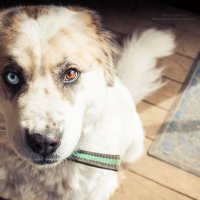 Взгляд преданной собаки :: Ольга Семина
