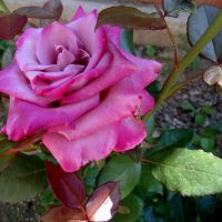 Роза , царица цветов . :: Мила Бовкун