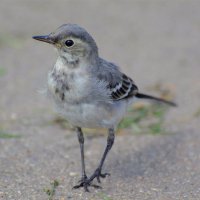 Белая трясогузка(Motacilla alba) :: Иван 