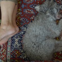 Ноги... (лучшее фото 2019 года!)...Feet. .. /best photo of 2019/... :: Владимир Павлов