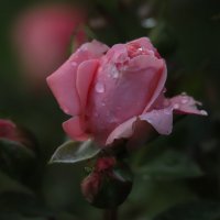 Роза после дождя :: Светлана 