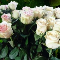 Розы белые :: Natali 