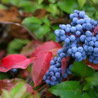 Сибирский виноград (магония) :: владимир тимошенко 