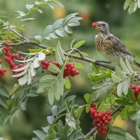 Рябинник и рябина :: Елена Швыдун