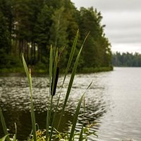 Десногорское водохранилище :: Александр 