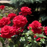 Ах эти розы! :: Нина Бутко