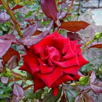 Осення роза :: Владимир Бровко