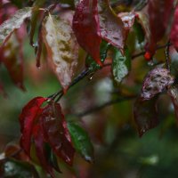 red summer :: Annette Miller