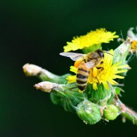 Про пчёлку... :: Михаил Болдырев 