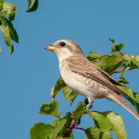 жулан самка :: Игорь Голубев