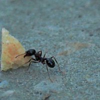 Хлебная крошка и крошка-муравьишка. :: галина 