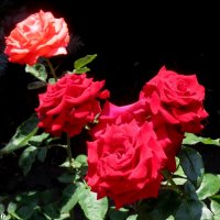 Ах эти розы! :: Нина Бутко