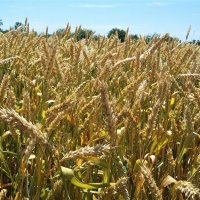 Пшеница :: Алла ZALLA