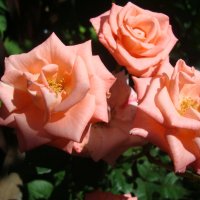 Розы в Ботаническом саду :: марина ковшова 