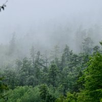 Там за туманами, лес и тайга! :: Ирина Антоновна