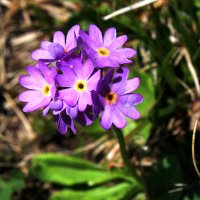 альпийские цветы IMG_8513 :: Олег Петрушин