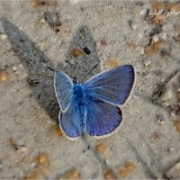 Бабочки :: Liudmila LLF
