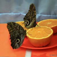 Бабочки :: Liudmila LLF
