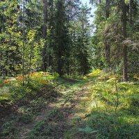 В лесу. :: Роланд Дубровский