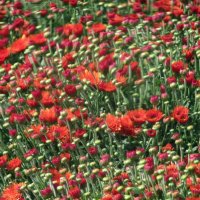 Красные хризантемы :: Александр Чеботарь