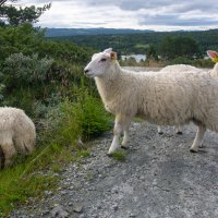 Норвежские овечки :: Наталья Левина