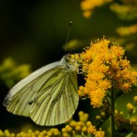 августовские бабочки 1 :: Александр Прокудин