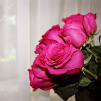 розы :: Ivan Prodan