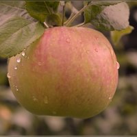 Яблочко осени :: galina tihonova