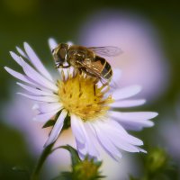 пчела :: Андрей Денисов