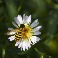 Пчела-2 :: Андрей Денисов