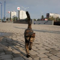 Метро подорожало - приходится добираться пешком :: Наталья Тимошенко