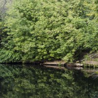 Пруд в сокольниках :: Елена Герасимова